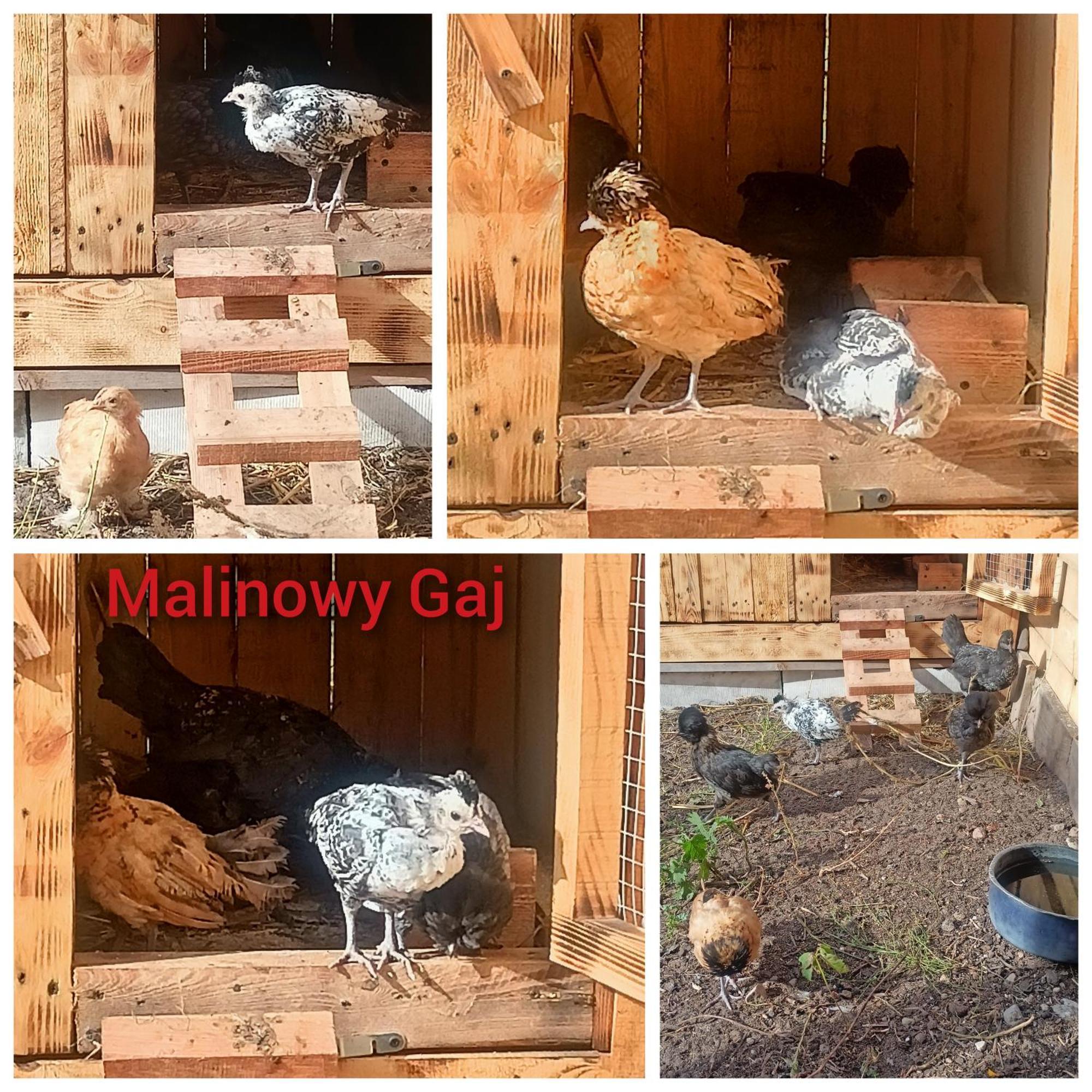 Malinowy Gaj - Agroturystyka Z Alpakami I Innymi Zwierzetami Swietajno  Exterior foto